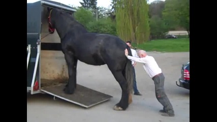 Lustig_ Verladen eines Shire Horse Pferd in 30 Sekunden - Clydesdale_ Funny loading on a trailer