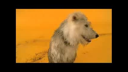 Pedigree Commercial - Mud 