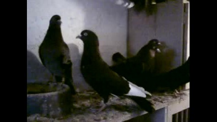 Моите гълъби 3