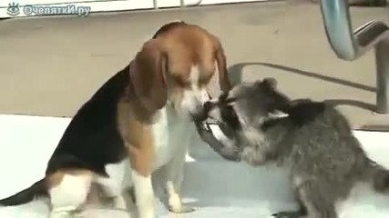 Покажи зъбки