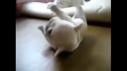 сладуресто кученце 