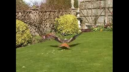Garden birds - red kites feeding 