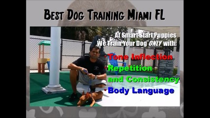 Dog Training In Miami