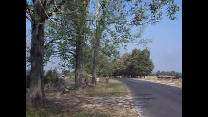 Отсичане на тополите в с. Тополово