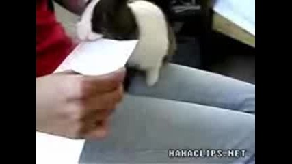 Иха, какво зайче 