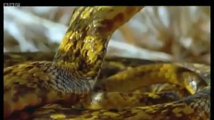 katerici drazniat kobra