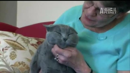 Cats 101 - Chartreux