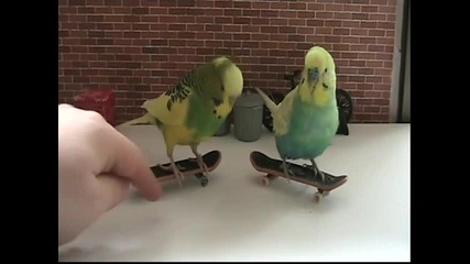 Как да обучим папагалчето да се кара скейтборд - Курс за начинаещи