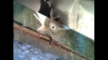 Cakal Roller 