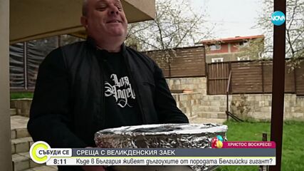 Среща с великденския заек: Къде в България живеят дългоухите от породата Белгийски гигант?