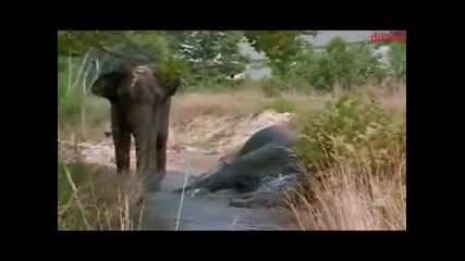 Срещат две слоници след 20 години раздяла!