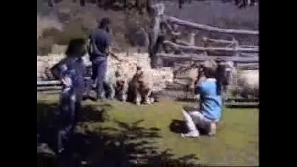 Луда овца 