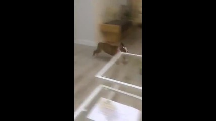 Малък булдог пробва да се качи на дивана, но без успех :)
