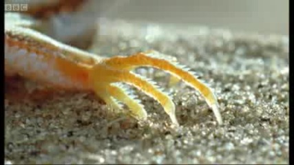 Sand snake vs lizard - Wild Africa - Bbc 