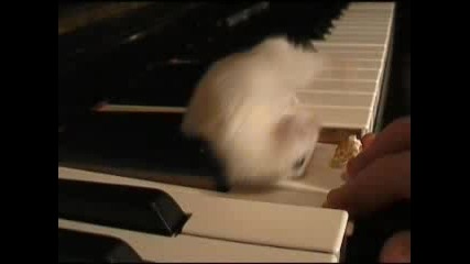 Hamster Piano