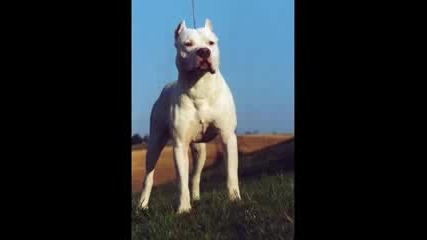 Pitbull Vs Kangal Vbox7