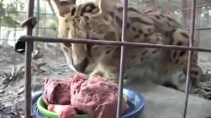 Дива котка 