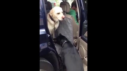 Куче помага на друго куче да излезе от колата