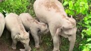 УМИЛИТЕЛНИ КАДРИ: Бебе слонче суче мляко от майка си (ВИДЕО)