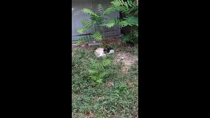 cat2.mp4