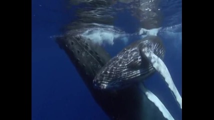 Гърбатите китове 
