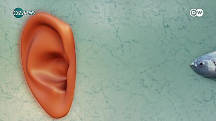 Лявото и дясното ухо възприемат различни звуци: Интересни факти за слуха