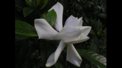 Perfume de gardenias - Lila Downs