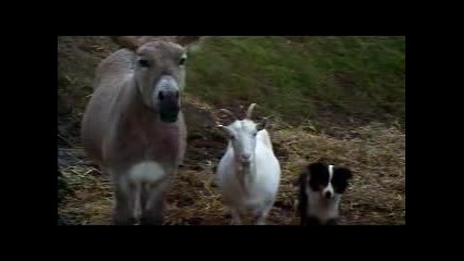 Pink Floyd - Animals - Dogs (part 2) 1977
