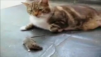 • Ето че и мишките могат да се предпазват от котките •