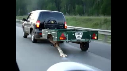 Приспособление за ремарке ! Смях !