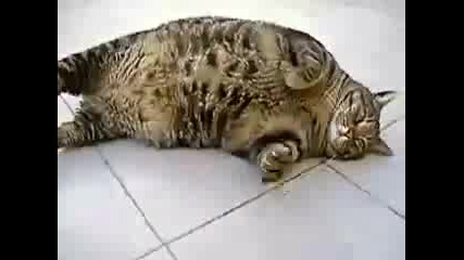 Невероятно дебела котка 