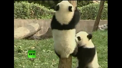 Сладки бебета панди си играят