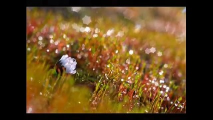 Fields Of Gold - Eva Cassidy
