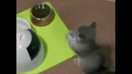 Едно сладко котенце 