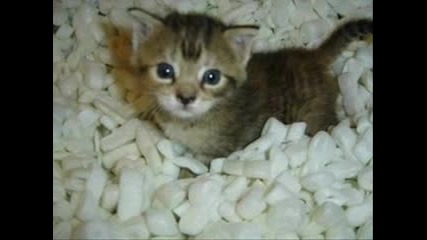 Моето Любимо Котенце