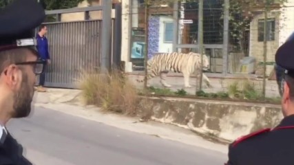 Бенгалски тигър създаде паника в Италия, избяга от цирка