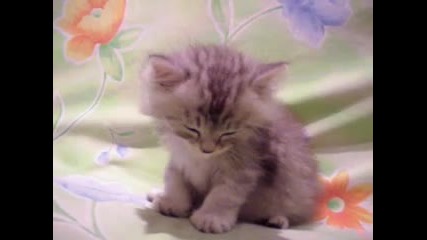Сладко коте заспива