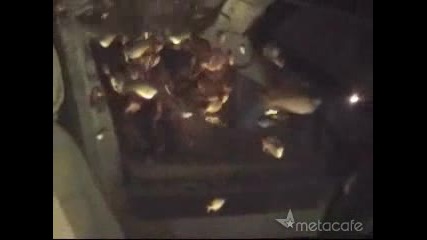 Кола Аквариум