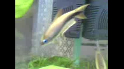 Риби - Кралски Тетри