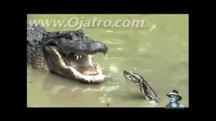 Piton vs Aligator