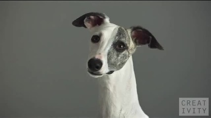 1000 Fps с Кучета (реклама) 