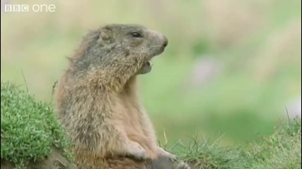Funny Talking Animals - Walk On The Wild Side Preview - Bbc