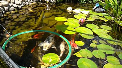 koi