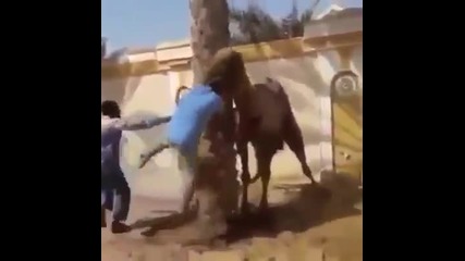 Мъж се еб*ва с камила и си го получава