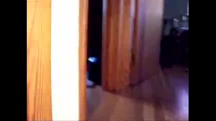 Една нинджа котка атакува камерата