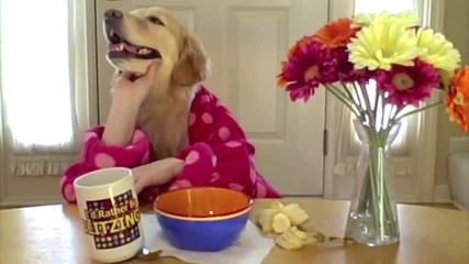 Кучето Ginger закусва (голям смях) 