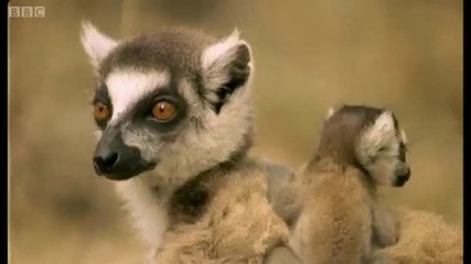 Territory Battle - Babies on the Front Line - Cousins - Bbc 