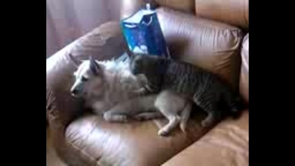 Котка Масажира и Ближе Куче 