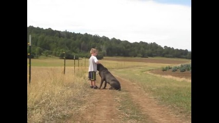 Cane Corso and Kid