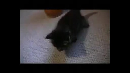 i are cute kitten 